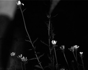 elegy still from film copy